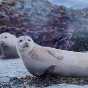 Meet your Posher, Anouk